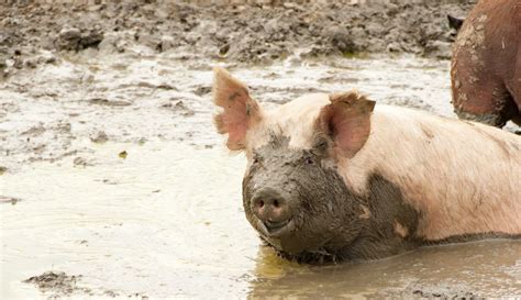 cant get cleaner wallowing in the mud|a clean pig returns to the mud.